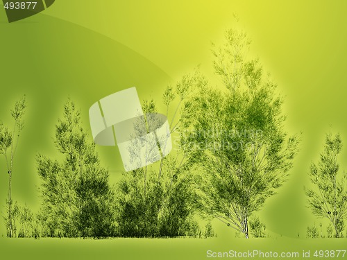 Image of Birch trees illustration