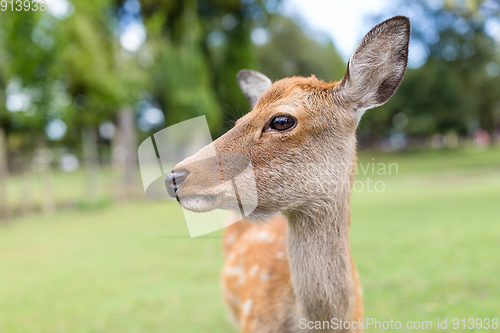 Image of Wild deer