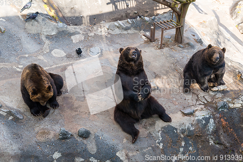 Image of Bear sits on a rock