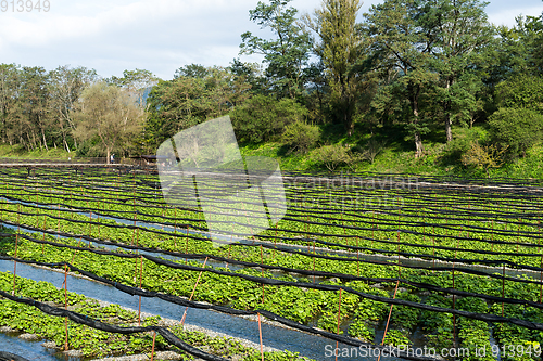 Image of Wasabi farm in Nagano