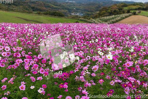 Image of Cosmos garden in autumn