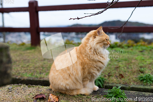 Image of Street cat in park