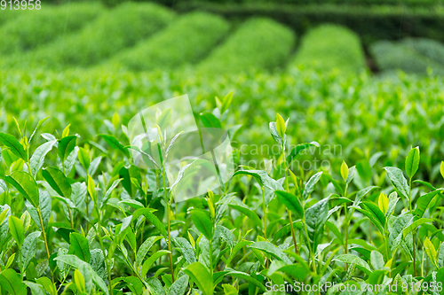 Image of Fresh green Tea plantation