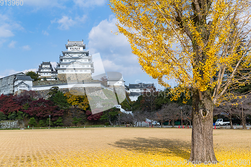 Image of Himeji castle and ginkgo tree
