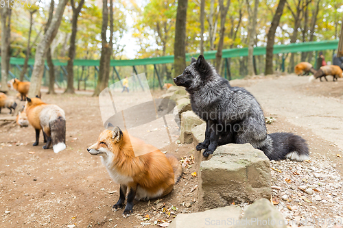 Image of Group of fox looking for food