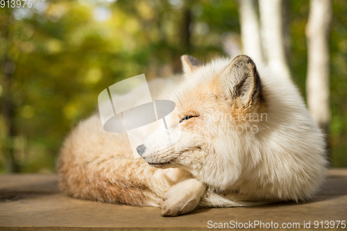 Image of Fox sleeping