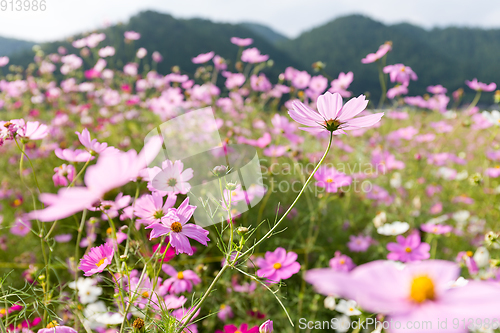 Image of Pink and red cosmos flowers garden