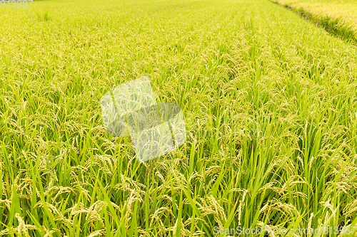 Image of Rice meadow