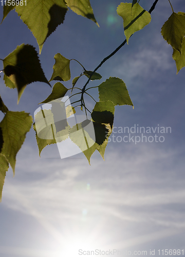 Image of beautiful green foliage