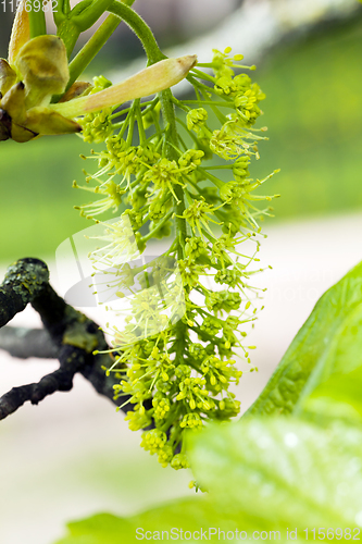 Image of green blossoming tree