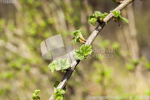Image of branch of gooseberry