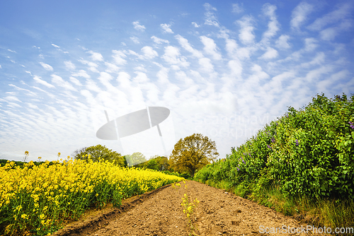 Image of Dry soil at a yellow canola field