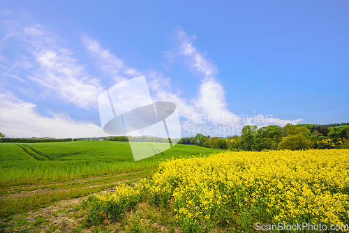 Image of Countryside landscape with yellow canola