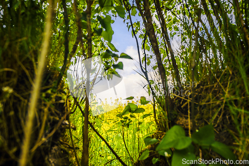 Image of Forest vegetation with a view to a rapeseed field