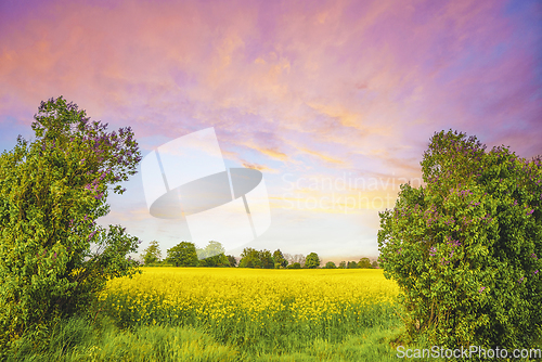 Image of Colorful landscape with canola fields