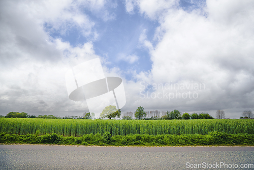 Image of Asphalt road in front of a green field