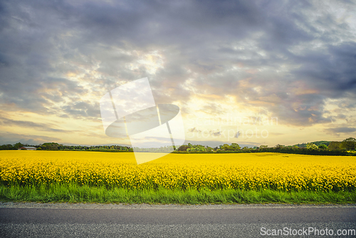 Image of Yellow canola field in the sunset