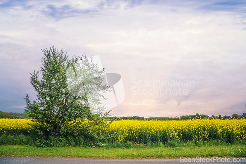 Image of Canola field in the sunset in vibrant yellow colors