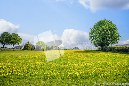 Image of lawn filled with dandelion flowers
