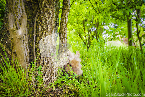 Image of Rabbit hiding in tall green grass