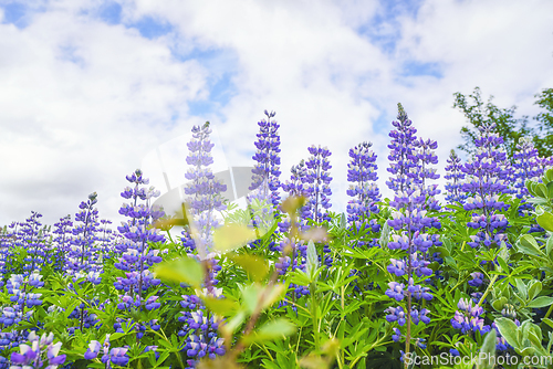 Image of Purple lupins flowers under a blue sky