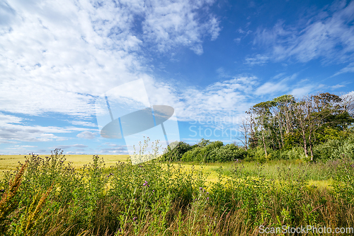 Image of Wilderness landscape in the summer