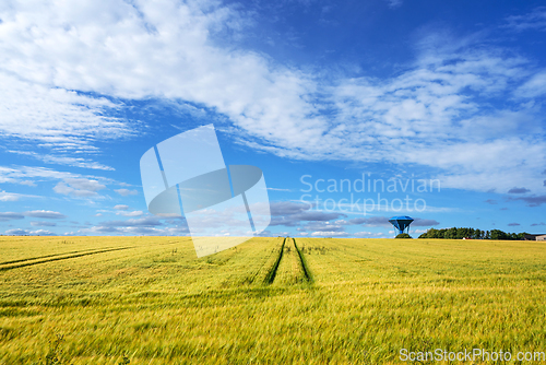 Image of Rural landscape wtih a golden wheat field