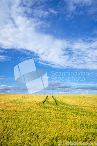 Image of Golden wheat field with tractor tracks