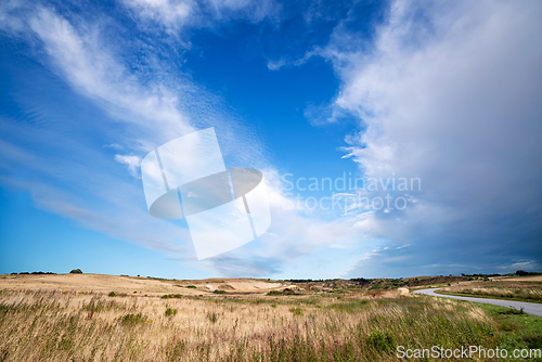 Image of Rural landscape with wild flora on a meadow