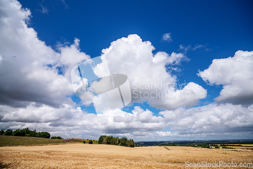 Image of Golden grain on a field in a countryside landscape