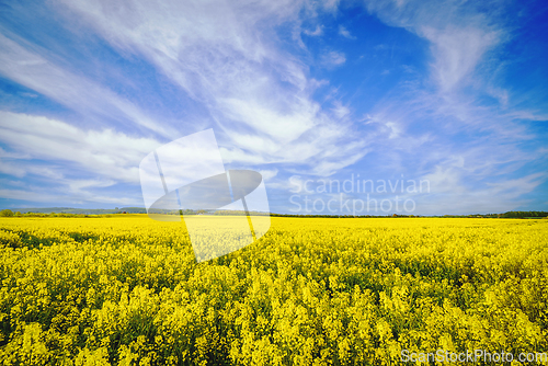 Image of Yellow flowers on a rapeseed field
