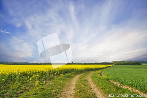 Image of Rural dirt road with yellow canola fields