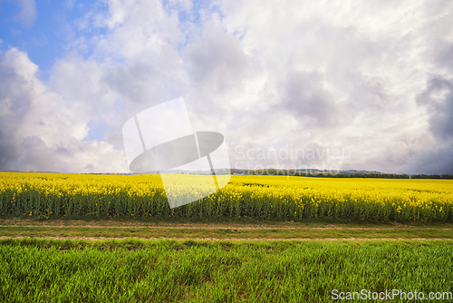 Image of Horizontal road near a canola field