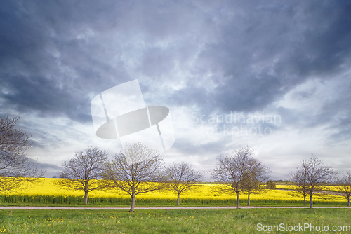 Image of Trees on a row in front of a rapeseed field