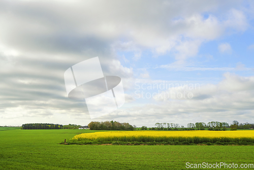 Image of Yellow canola field surrounded by green meadows