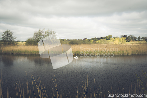 Image of Lonely swan in a rural lake on a cloudy day