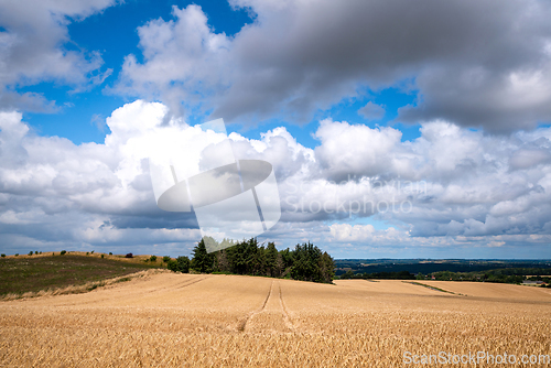 Image of Golden grain on a farmland landscape