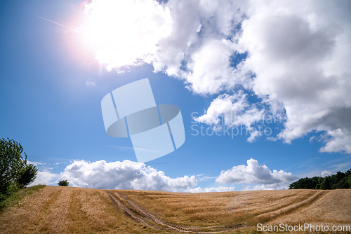 Image of Sunlight on a golden field with wheat grain