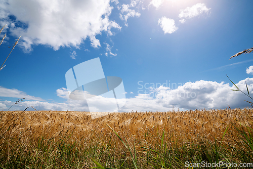 Image of Golden grain on a field in the summer