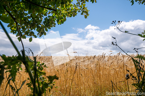 Image of Golden wheat grain on a field in the summer