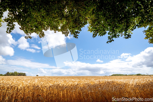 Image of Field with golden grain and branches