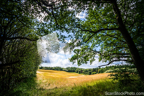 Image of Meadow in a forest in rural surroundings