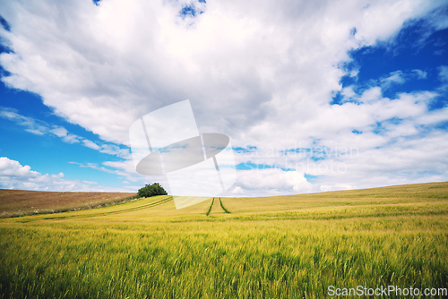 Image of Wheat crops on a field in the summer