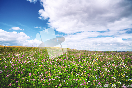 Image of Clover field with wildflowers in the summer