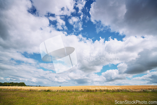 Image of Rural landscape with golden wheat crops