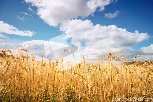 Image of Golden wheat grain on a rural field