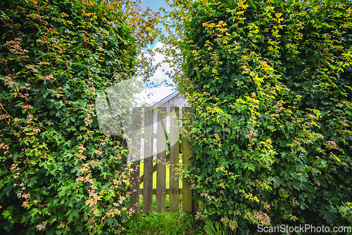 Image of Garden gate between large green bushes