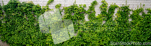 Image of Green ivy climbing a white brick wall