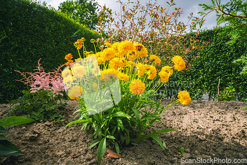 Image of Yellow flowers in a garden in the summer