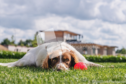 Image of Cute puppy relaxing on a green lawn